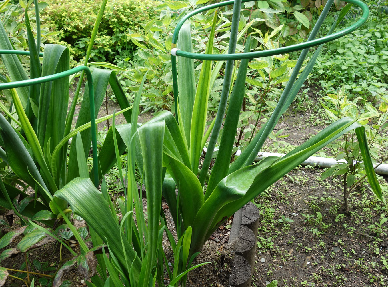 Изображение особи Galtonia candicans.