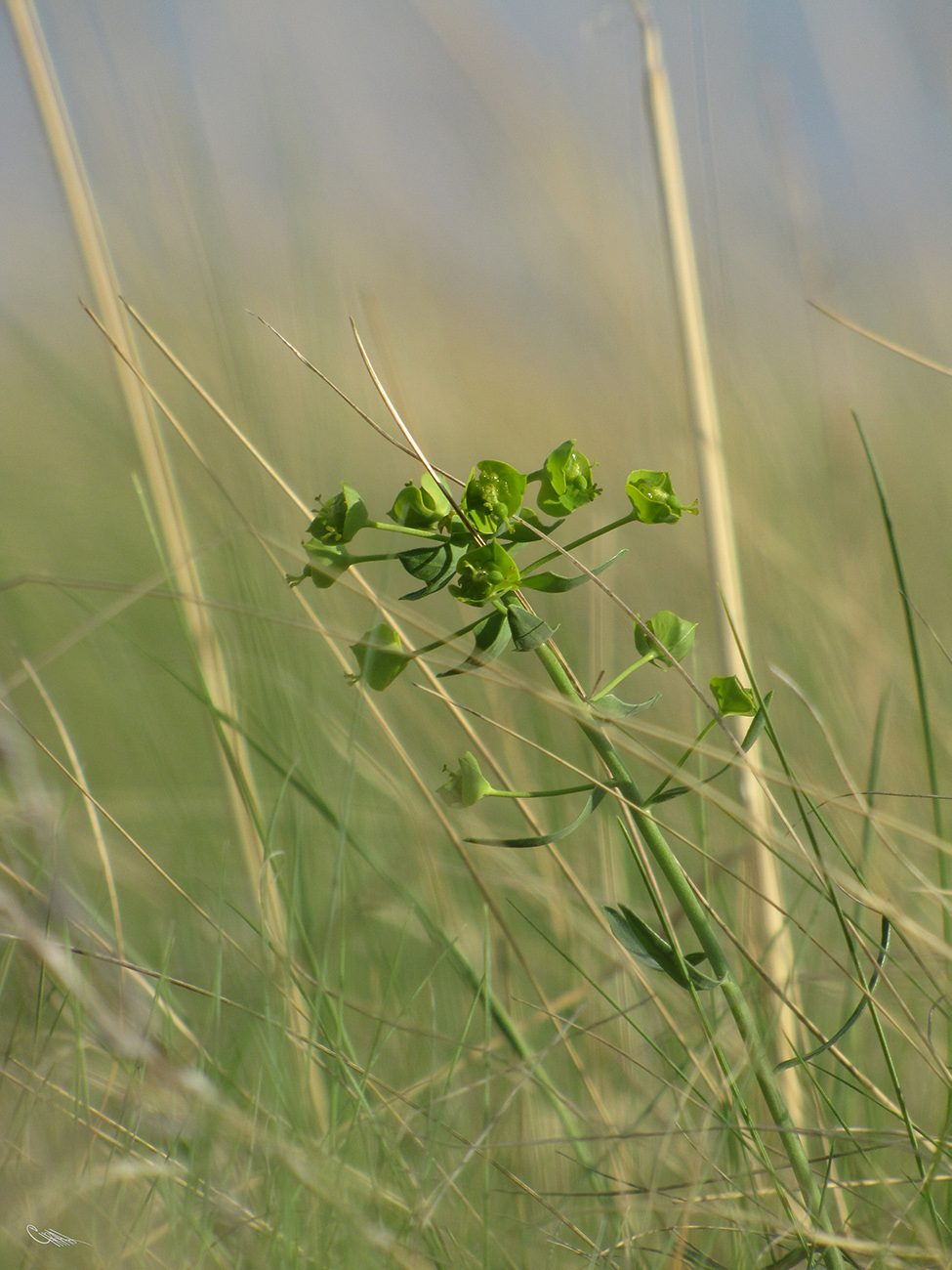 Image of Euphorbia microcarpa specimen.