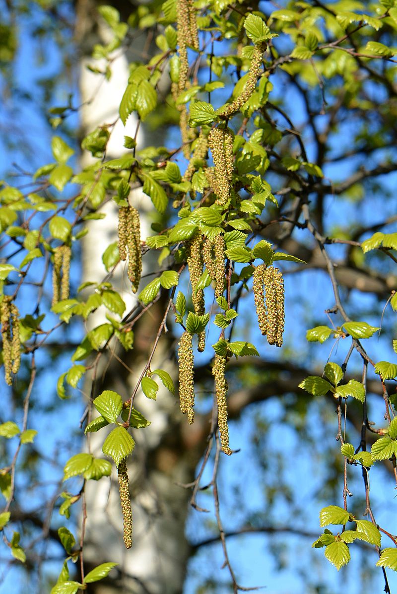 Изображение особи Betula pendula.