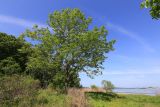 Fraxinus mandshurica. Молодое дерево. Приморский край, окр. г. Владивосток, п-ов Муравьёва-Амурского, на берегу моря. 03.06.2020.