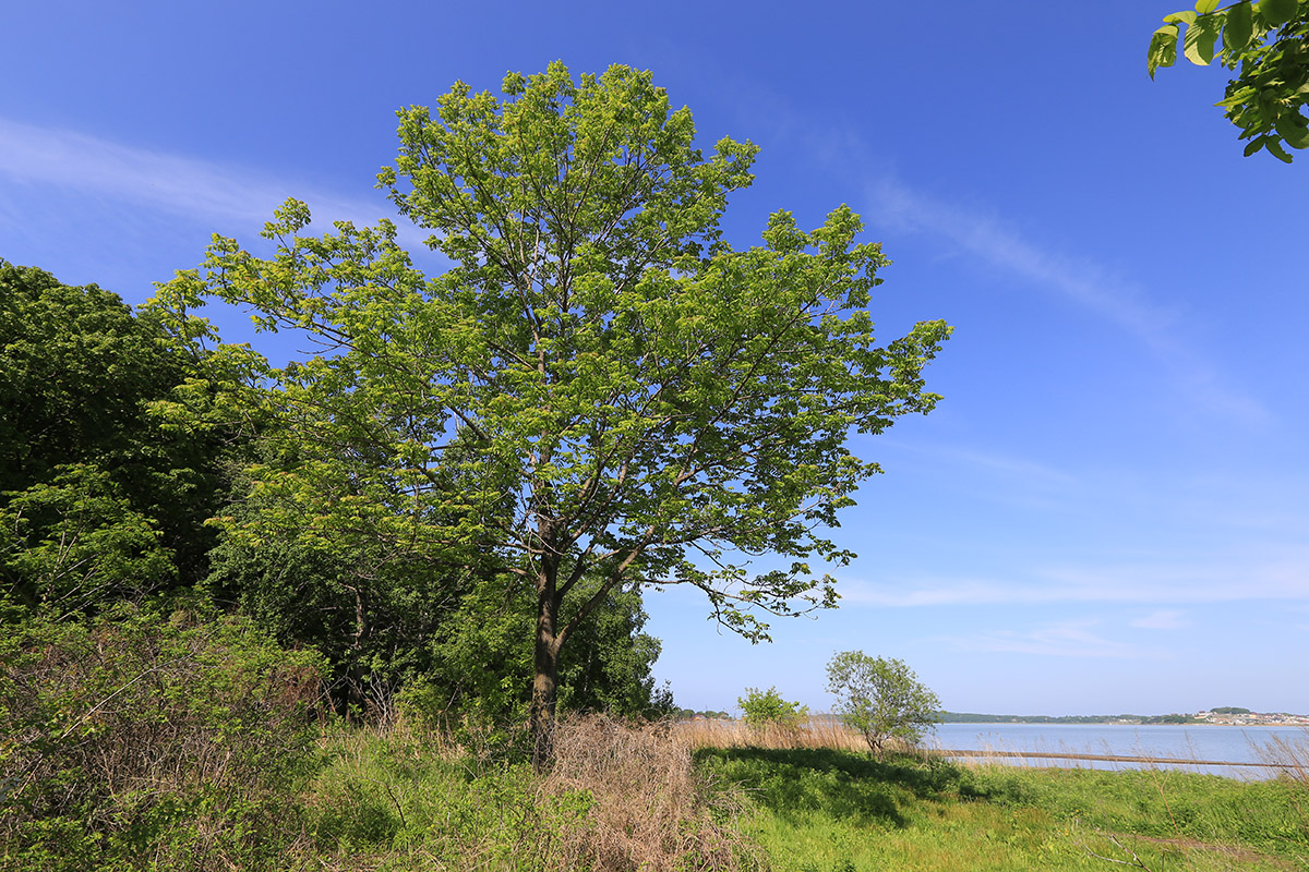 Image of Fraxinus mandshurica specimen.