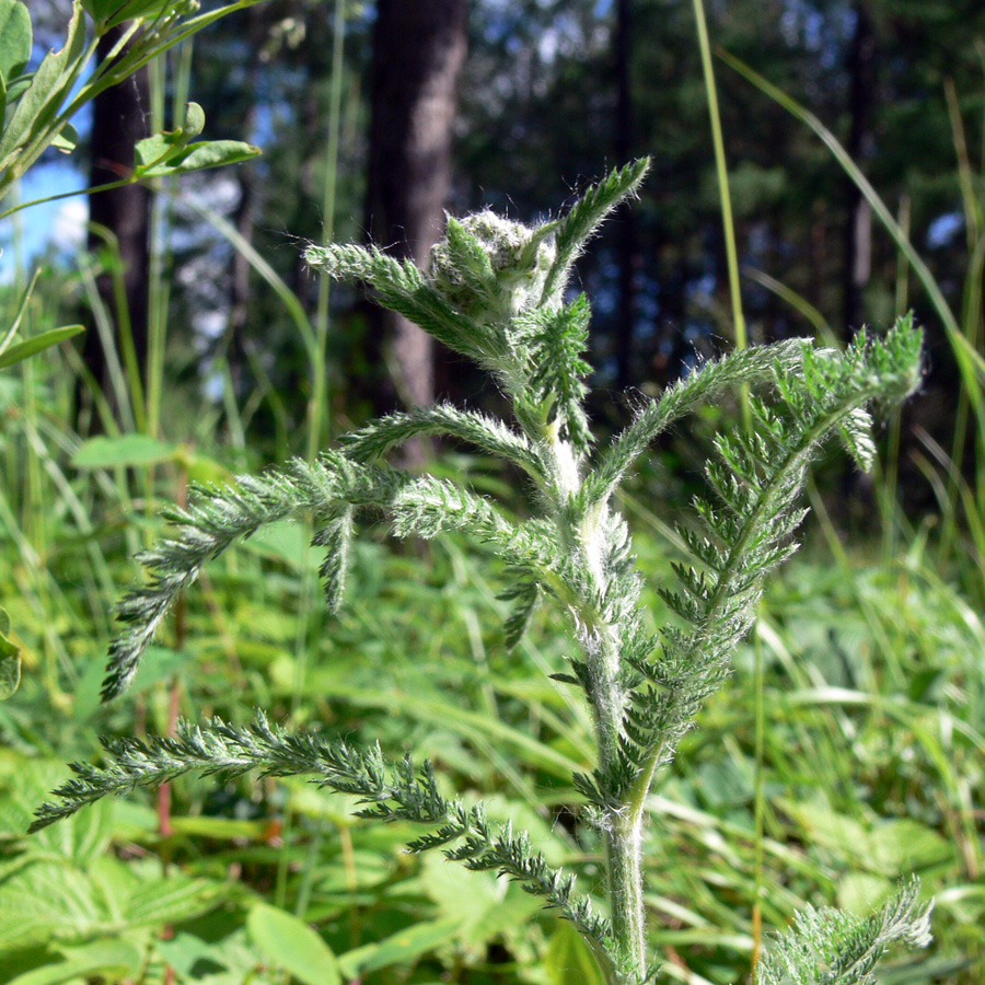 Image of Achillea nigrescens specimen.