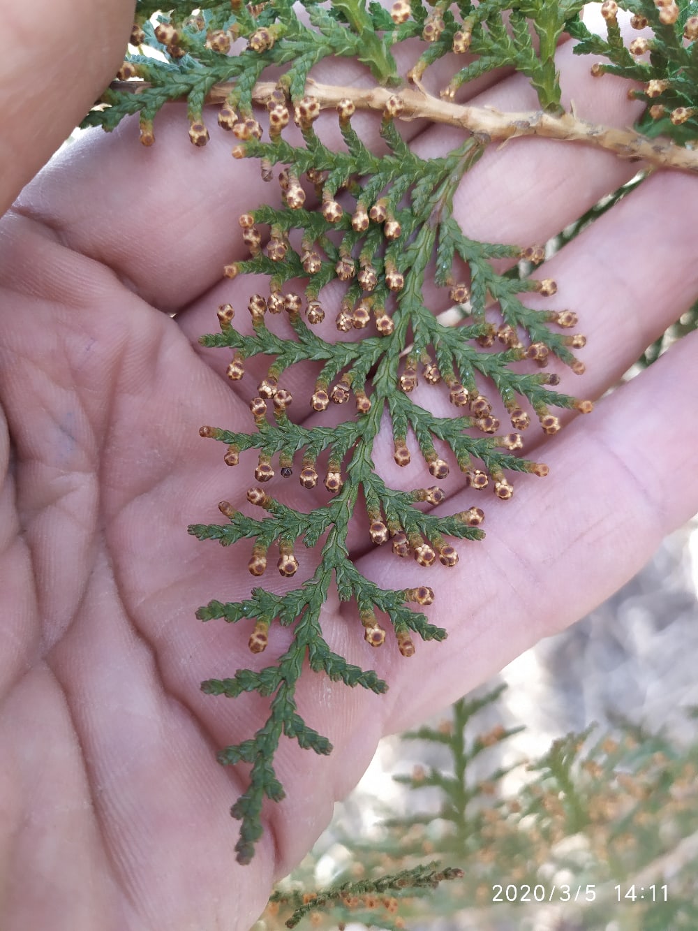 Изображение особи Platycladus orientalis.