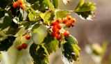 Crataegus korolkowii