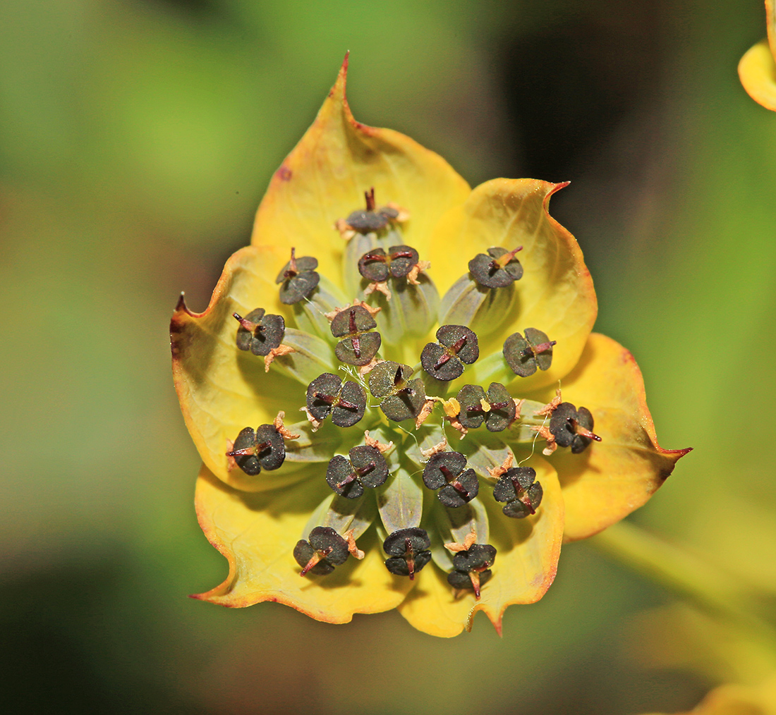 Image of Bupleurum euphorbioides specimen.