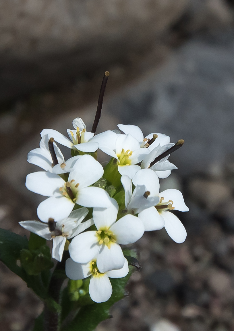 Image of Arabis alpina specimen.