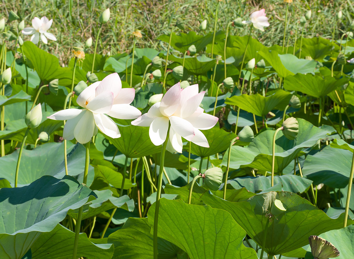 Изображение особи Nelumbo caspica.