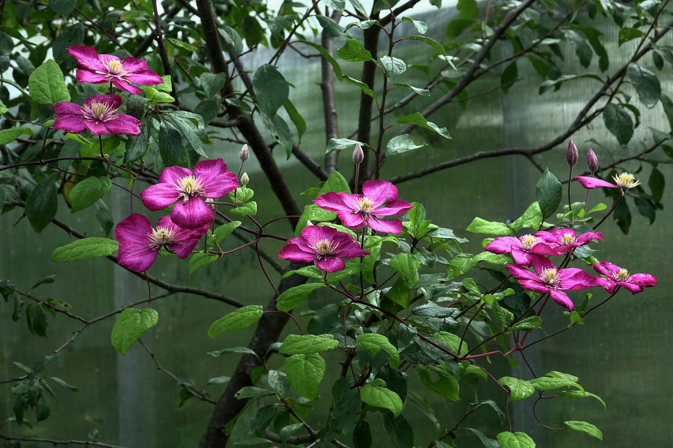 Image of Clematis × jackmanii specimen.