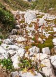 Rumex arifolius. Плодоносящее растение. Адыгея, Кавказский биосферный заповедник, ур. Яворова Поляна, ≈ 1900 м н.у.м., почти сухое каменистое русло ручья. 03.10.2015.