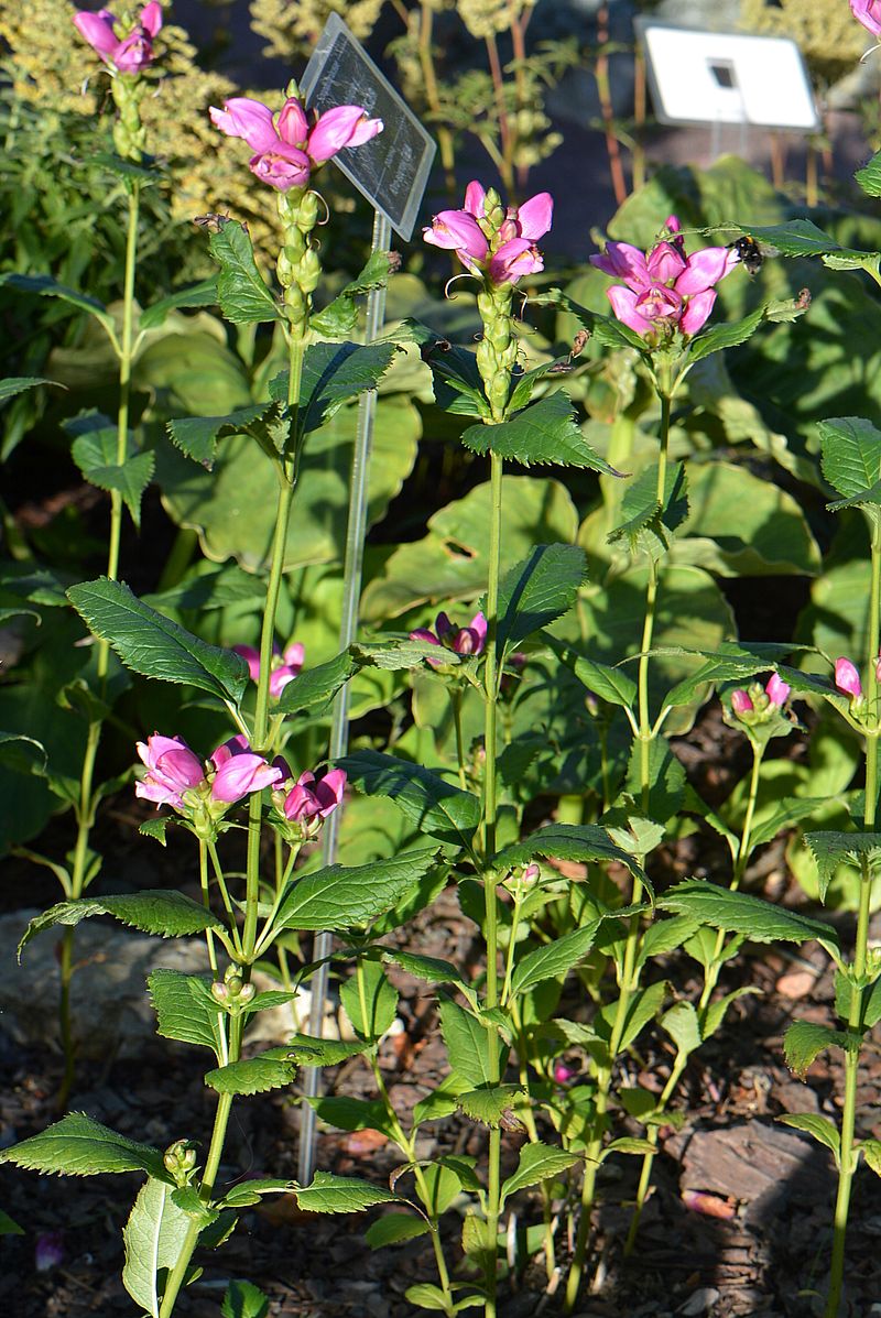 Изображение особи Chelone obliqua.