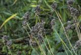 род Allium