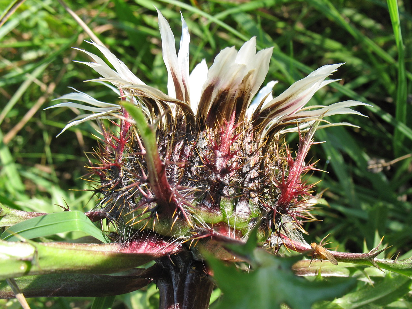 Image of Carlina cirsioides specimen.