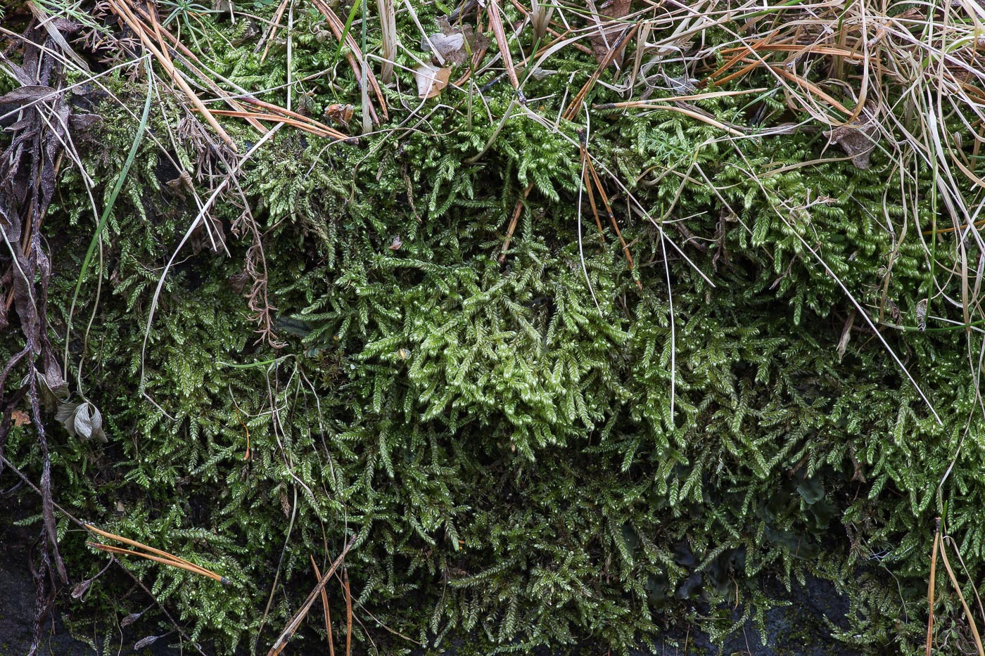 Image of Calliergonella lindbergii specimen.