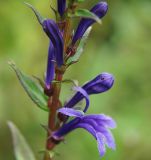 Lobelia sessilifolia