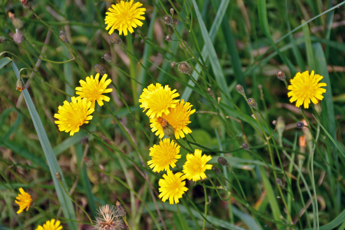 Image of Scorzoneroides autumnalis specimen.