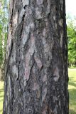 Pinus pallasiana