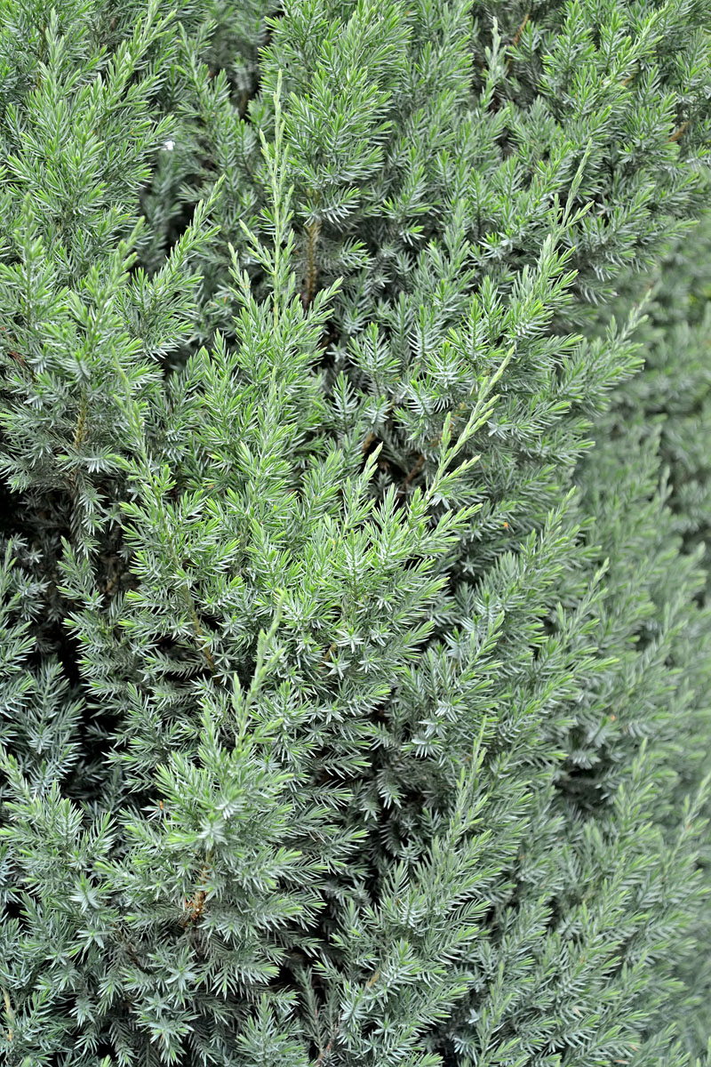 Image of Juniperus squamata specimen.