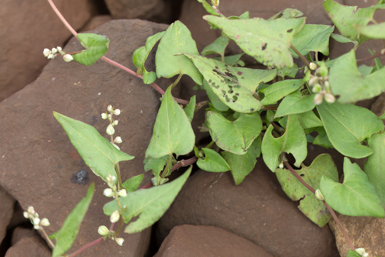 Image of Fallopia convolvulus specimen.