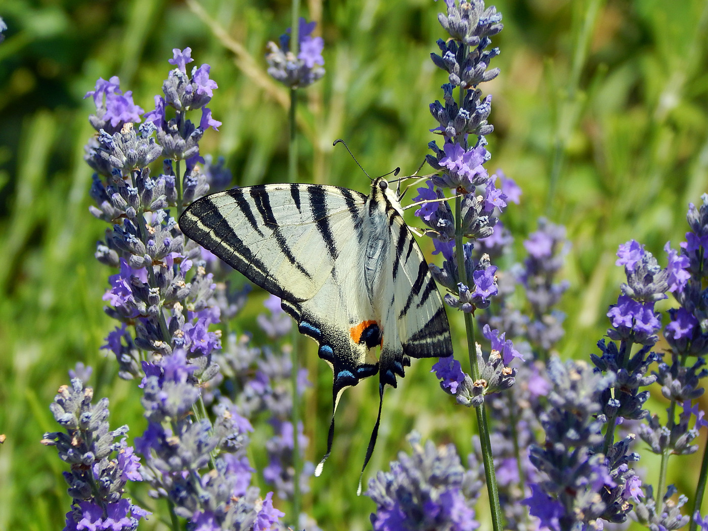 Image of Lavandula angustifolia specimen.