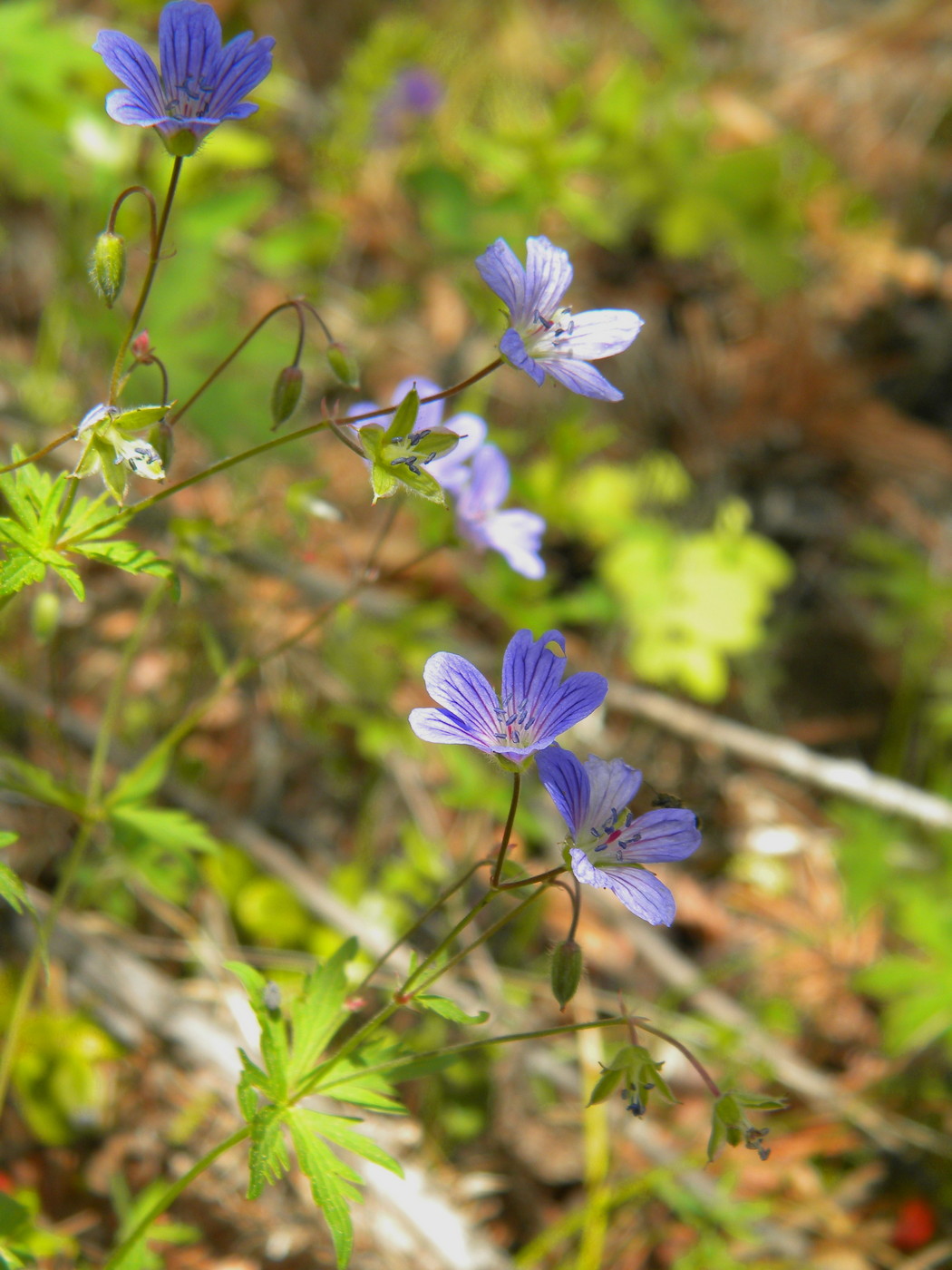Image of Geranium pseudosibiricum specimen.