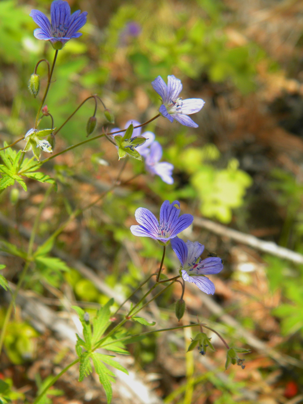 Изображение особи Geranium pseudosibiricum.