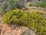 Genista acanthoclada. Цветущее и плодоносящее растение. Греция, о. Родос, фригана севернее мыса Прасониси. 9 мая 2011 г.