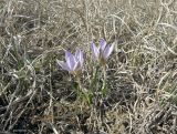 Crocus reticulatus