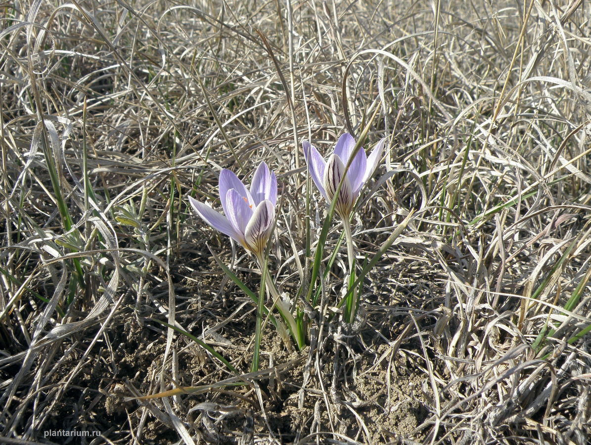 Изображение особи Crocus reticulatus.