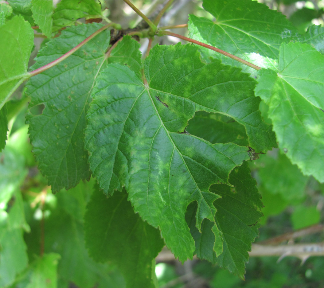 Image of Acer tataricum specimen.