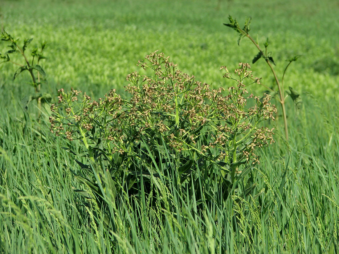 Image of Hesperis tristis specimen.