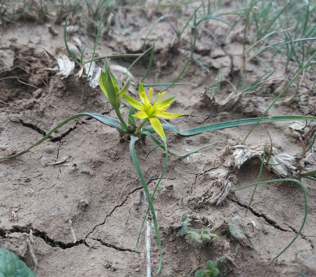 Изображение особи Gagea graminifolia.