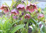 Helleborus orientalis