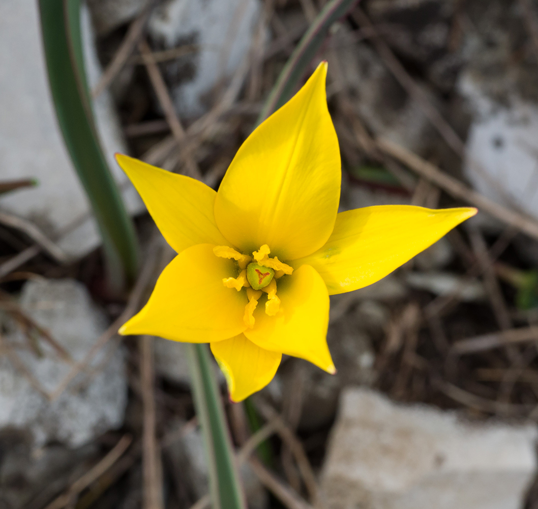 Изображение особи Tulipa australis.