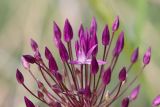 Allium longiradiatum