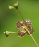 Image of taxon representative. Author is Вера Волкотруб