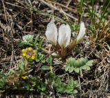 Astragalus testiculatus