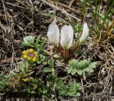 Astragalus testiculatus. Цветущее растение в каплях росы в сообществе с Alyssum. Челябинская обл., Троицкий р-н, Кособродское сельское поселение, окр. пос. Каменка, долина р. Уй, вершина прибрежной возвышенности, каменистая степь. 3 мая 2021 г.