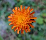 Pilosella aurantiaca. Соцветие-корзинка. Украина, Ивано-Франковская обл., Надворнянский р-н, с. Максимец, луг на склоне горы. 28 августа 2010 г.