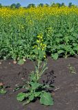 Brassica napus