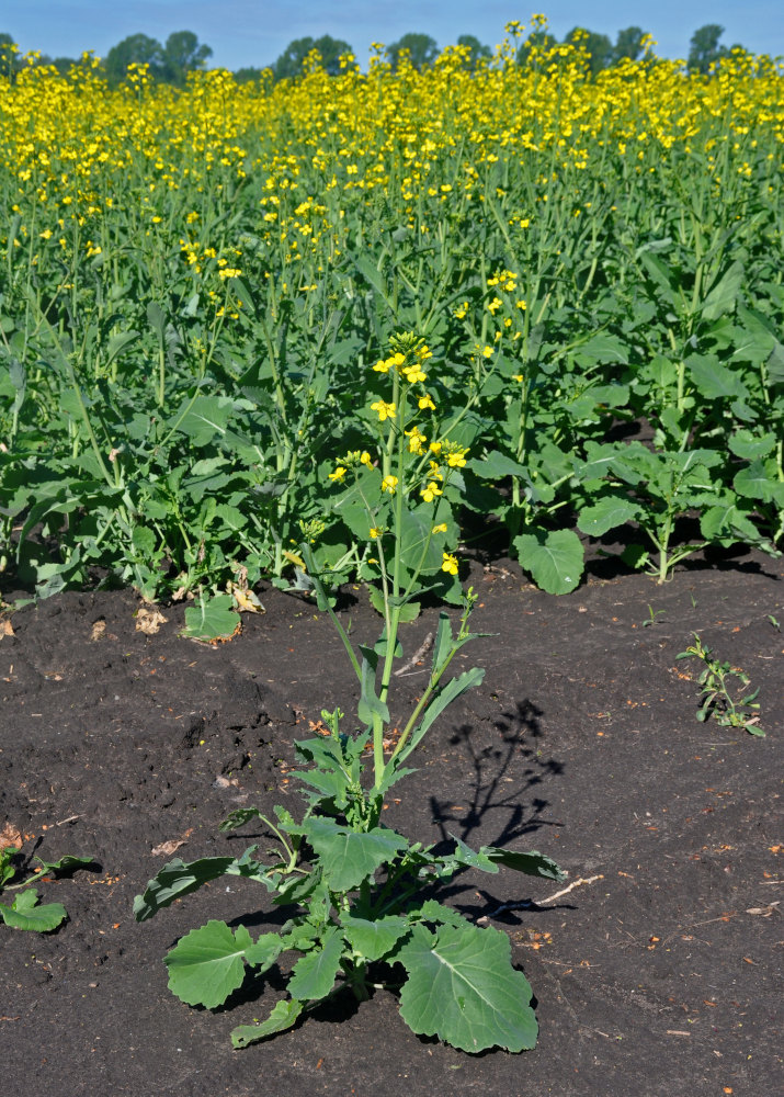 Изображение особи Brassica napus.