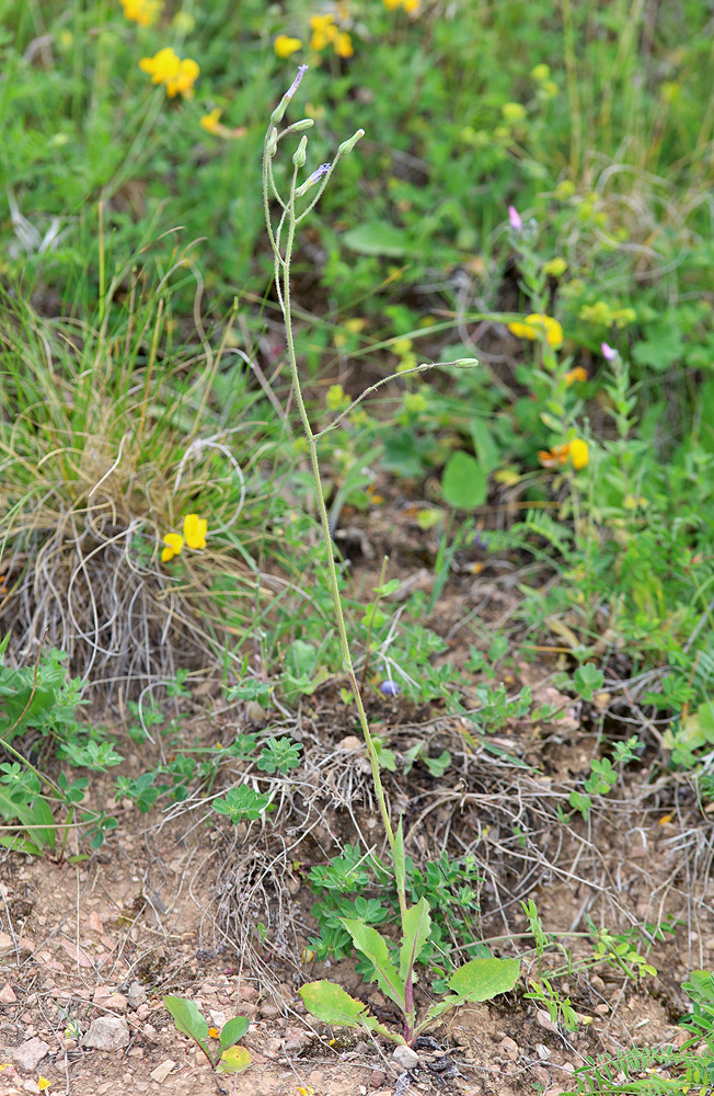 Image of Cicerbita racemosa specimen.