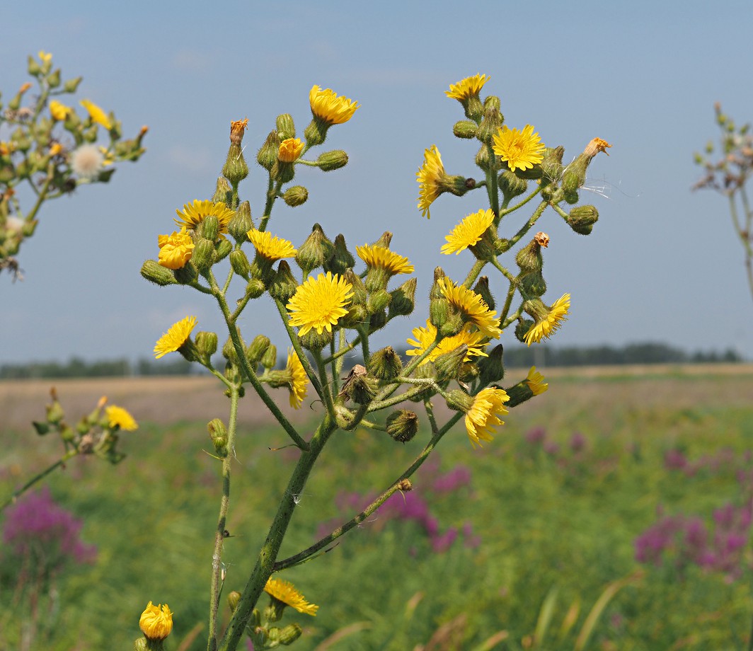 Image of Sonchus palustris specimen.