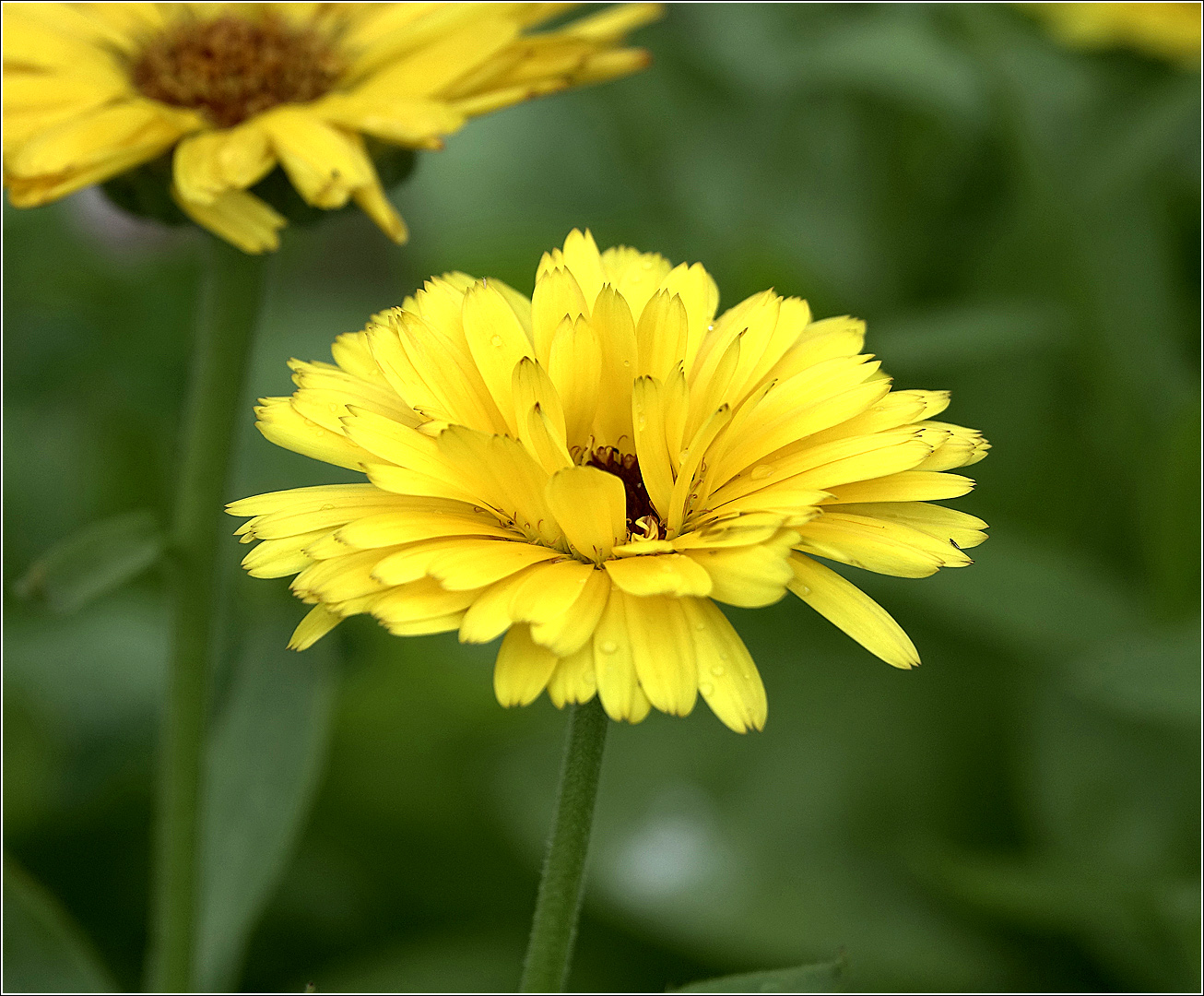 Image of Calendula officinalis specimen.