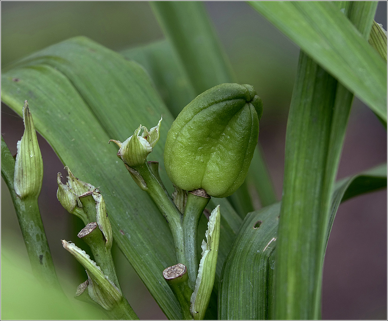 Изображение особи Hemerocallis &times; hybrida.