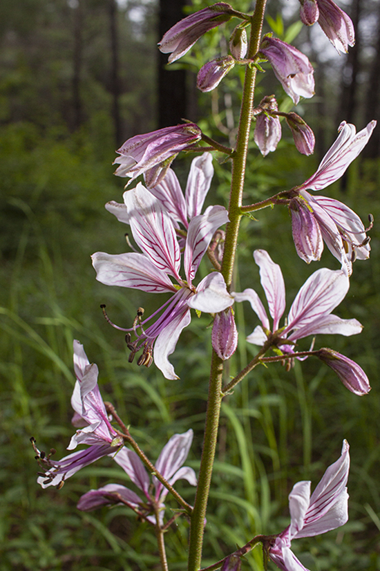 Изображение особи Dictamnus caucasicus.