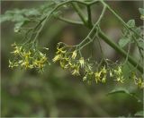 Lycopersicon esculentum