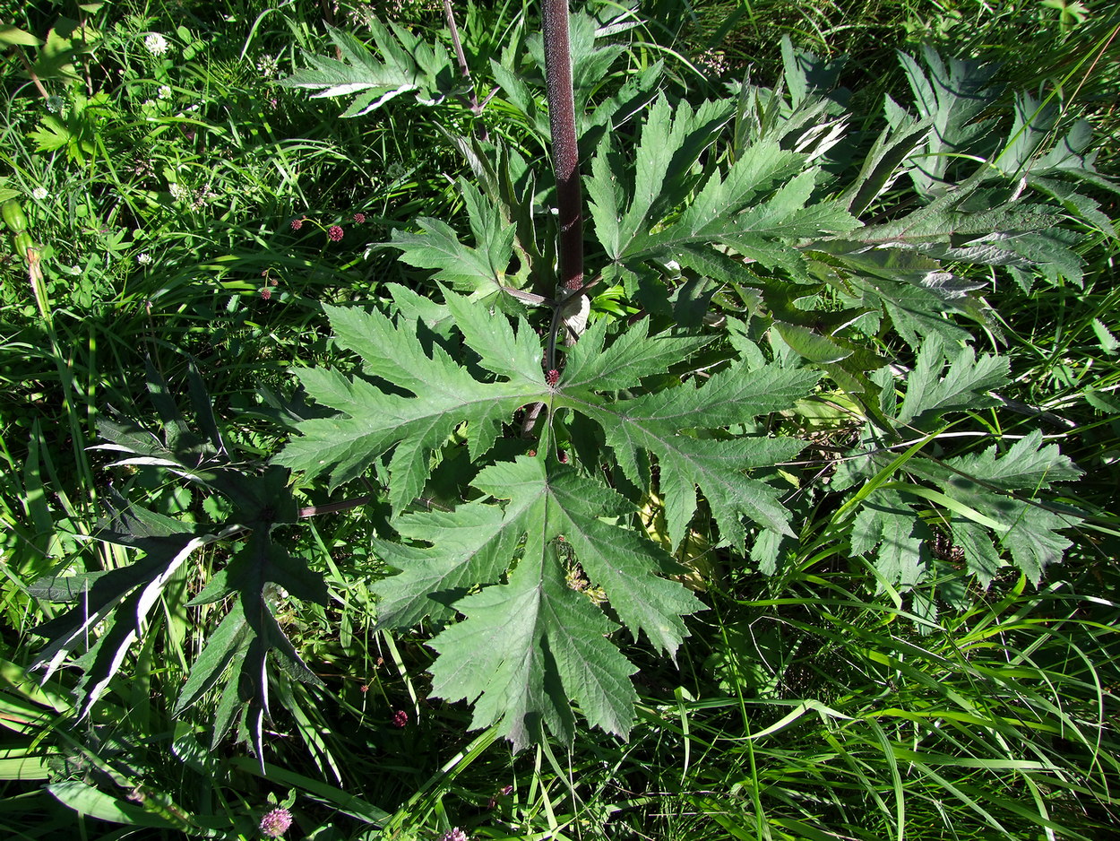 Image of Heracleum dissectum specimen.