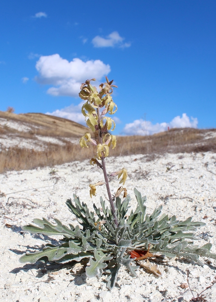 Image of Matthiola fragrans specimen.