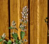 Nepeta cataria
