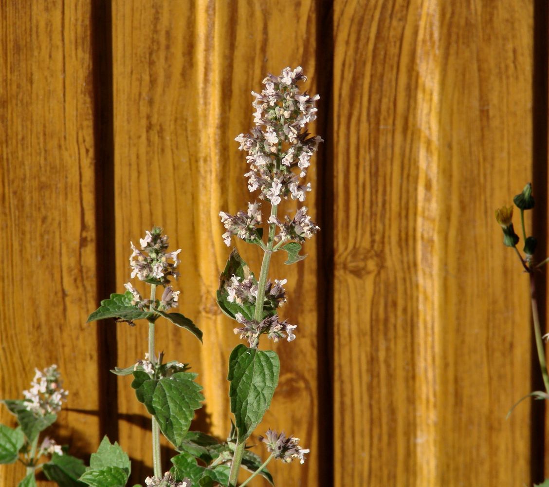 Image of Nepeta cataria specimen.